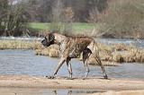 DOGUE ALLEMAND 203